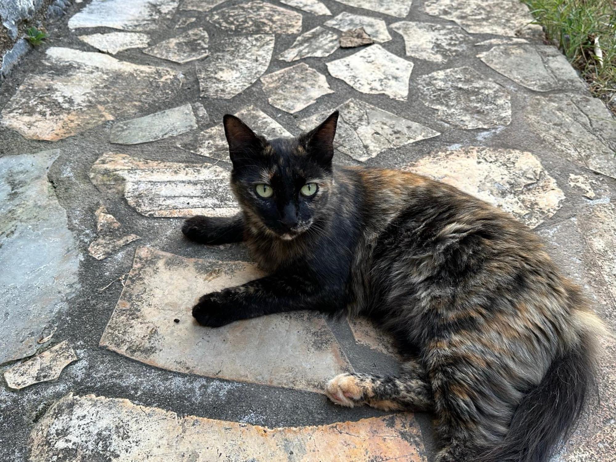 Villa Pefnos Agios Nikolaos  Eksteriør billede